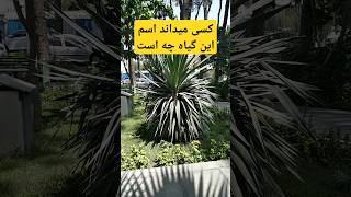 کسی می‌داند اسم این گیاه چه است کامنت کنید