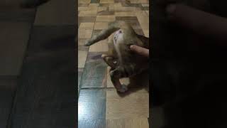 Kucing ini lagi birahi