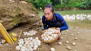 Harvest duck eggs goes to the market sell - Grow sweet potatoes | Ly Thi Tam