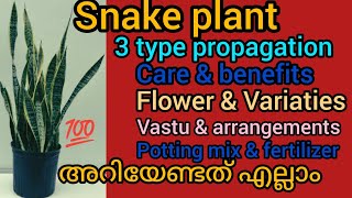 all about sansevieria/ snake plant care and propagation Malayalam