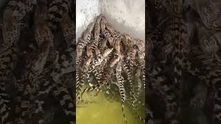 Crocodiles Farming