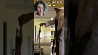 Sadhguru handles a cobra | foreign REACTION 😨😲 #shorts #reaction #sadhguru #cobra #snake