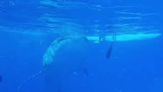 Oslob Whaleshark watching (05-09-23)