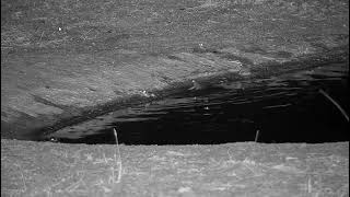 Eastern Olive Toads mating at Dam Cam, Djuma Private Game Reserve. Sabi Sands, South Africa.