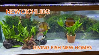 New fish species| Fish room update | 300 gallon update