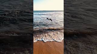 #California #Beach #sunset seagull #shorts #fyp #viral