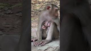 #monkeyforest #babymonkey #monkeyplace #babyprimate #animals  9