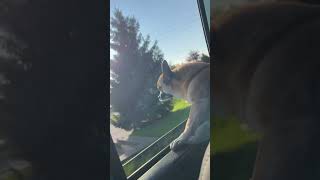 Teddy enjoying an evening drive! #shorts#shortsfeed#shortvideo#subscribe#travel#travel#canadalife