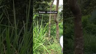 Panen rambutan di kebon #shrots #musimrambutan