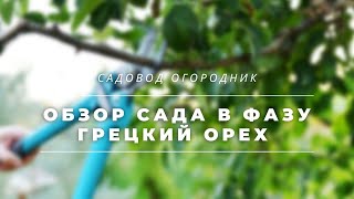 Обзор сада в фазу грецкий орех