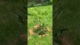 Árbol de roble hoy 16 Junio 2024