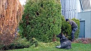 údržba zahrady v četně stříhání keřů a stromků - garden maintenance