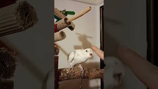 Day 11: Training my Cockatiel to Touch