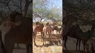 توجد غابة في شرا الجمل الجميل  🐪🐫🐪🐫👍❤💫