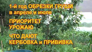 Первый год обрезки молодой груши. Приоритет урожаю. Результаты кербовки и прививок