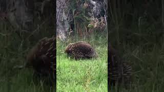 Tassie Echidna snuffling about #shorts #shortsvideo #shortsfeed #animals #wildlife #echidna