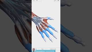 Visual Anatomy 3D - Facts about the Extensor hood