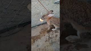 The Rabbits are gentle and beautiful #rabbit #cute #bunny #animals #pet #rabbitworld #pets