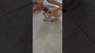 playtime, showing off her outfit #furbaby #doglover #playtime #danganddidi #pug #dog