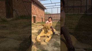 Little Girl Sitting on Dangerous Lioness | Nouman Hassan