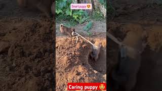 Smart n caring puppy 🤩