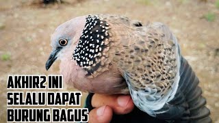 Suara Tekukur Liar Begini Yang Disukai Para Pemikat || Langsung Dibawa Pulang @TEKUKURHIBURAN