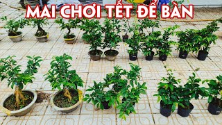 25/09. Mai Mini Để Bàn Ghép Nhiều Loại Giống Mới, Cũ.☎Trang 0359910781