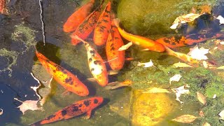 How We Over Winter Our Koi Fish ~ Minnesota Koi Pond