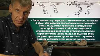 Биомеханика конечностей человека против теории эволюции. Александр Белов 07.10. 2024 г.