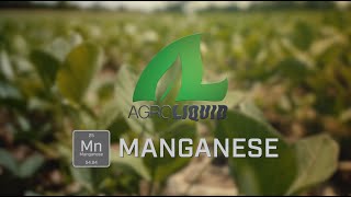 How do you know if your crops are manganese deficient?