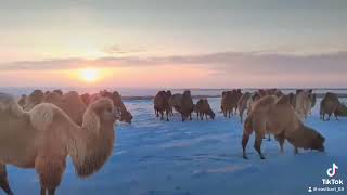 hi dear Camels, Are you afraid of the cold?#bactriancamel #camel #camels #camelmilk #powderedmilk