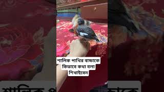 শালিক পাখির বাচ্চাকে কিভাবে কথা বলা শিখাইবেন