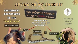 Snake ASMR (Visual/No Talking): Fun And Games In The Party Pen!