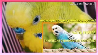 😆ВИКИПЕДИЯ О ВОЛНИСТЫХ ПОПУГАЯХ!ЧАСТЬ ТРЕТЬЯ!😆|Гоша Гороша