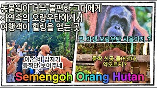 사라왁 쿠칭 여행 명소 오랑우탄 세멩고 보호소 "Semengoh" , 꼭 가봐야 할 이유