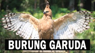 BURUNG GARUDA | ELANG JAWA | ID INFO