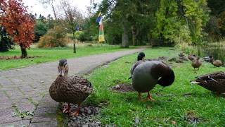 Ducks in the Kagyu Samye Ling Tibetan Centre