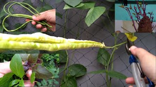 Gardening Ep 4 Petik Kacang Panjang dan Basil, Membuat Bibit Kacang Panjang dan Pisah Tunas Ubi Ungu