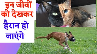 कुदरत का करिश्मा है ये जीव | wonder of nature | two face cat | two legged dog |