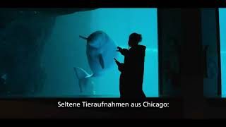 Ein neuer Sklave Belugawal wurde geboren in Shredd Aquarium