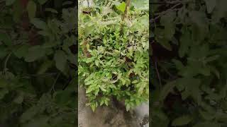 How important is it to grow Tulsi plant.#tulsi #tulsicare #tulsipradeepjimishrakaupay