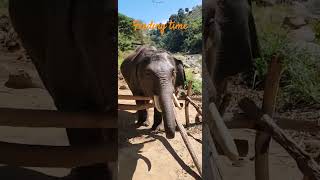 #chiangmai #elephant #feed time #thailand #thekoshertourist #koshertravel