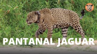 Unveiling the Mysterious World of Pantanal Jaguars