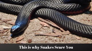 Why You're Afraid of Snakes (According to Science)