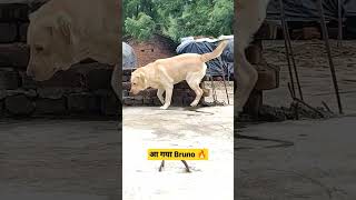 आ गया Bruno 🔥 #shorts #dog