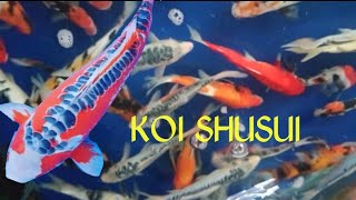 koi shusui | melihat ikan koi shusui yang cantik