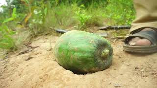 Creative Unique Quail Bird Trap Using Papaya &  Hole