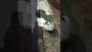 kucing lagi jaga rumah serius banget ampe ga gerak #kucing #kucingkampung #kucinglucu #catvideos