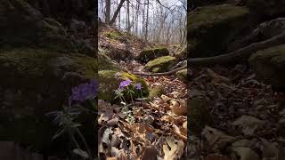 Down tiME in the Woods to Pick Me Up - The Ferns Unfurl & the Moss Covered Wisdom