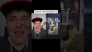 EL PERRO MAS INTELIGENTE!!!